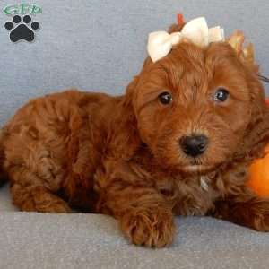 Maple, Mini Goldendoodle Puppy